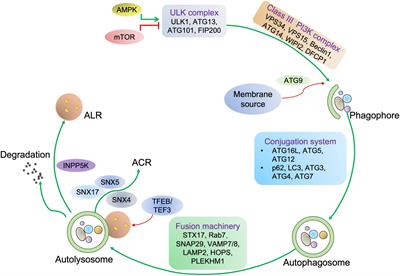 Autophagy in striated muscle diseases